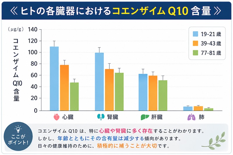 コエンザイムQ10は加齢と共に体内の臓器から減少する