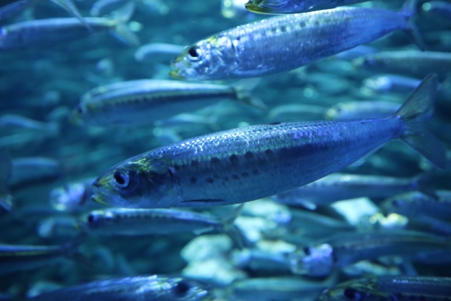 『オメガ３系脂肪酸』が冷たい海の中を回遊する魚類の血液をかたまらないように守っている